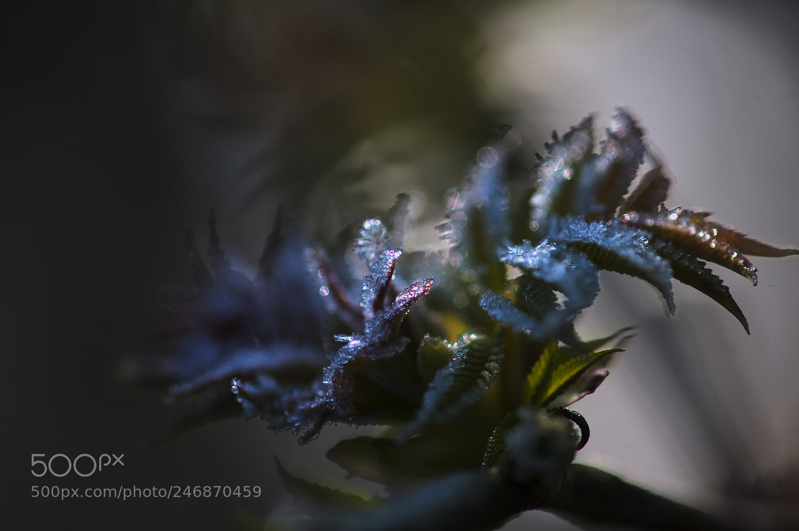 Nikon D300 sample photo. Frozen serie photography