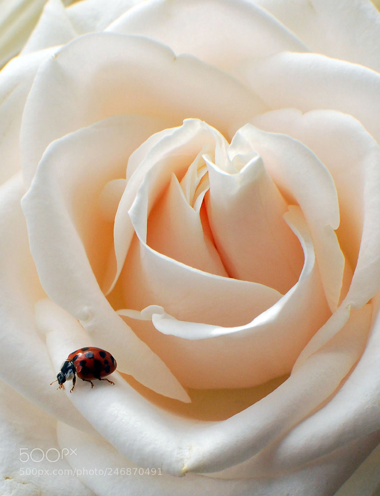 Nikon D60 sample photo. Ladybird photography
