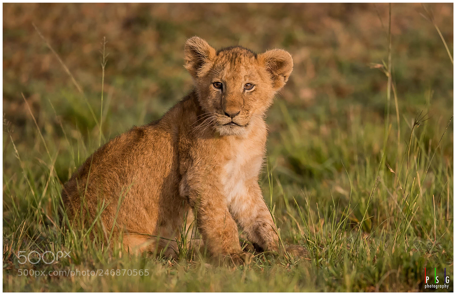 Nikon D5 sample photo. Cuteness overload photography