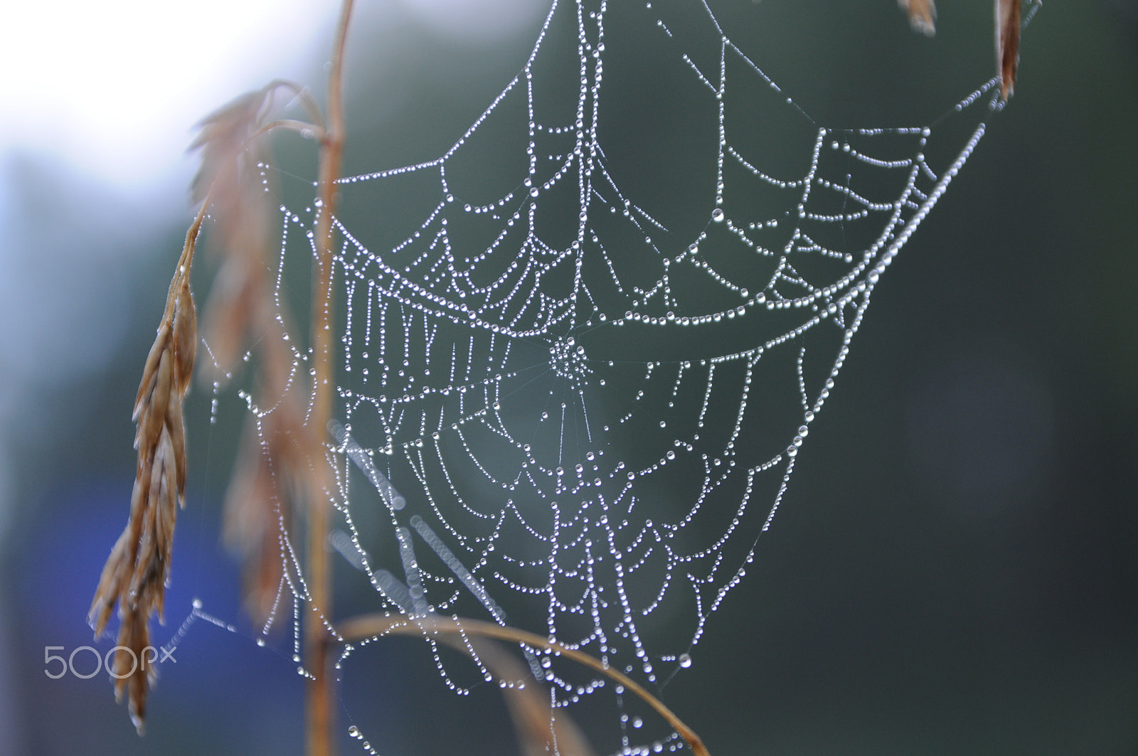 Sigma 17-70mm F2.8-4 DC Macro OS HSM sample photo. Morning photography