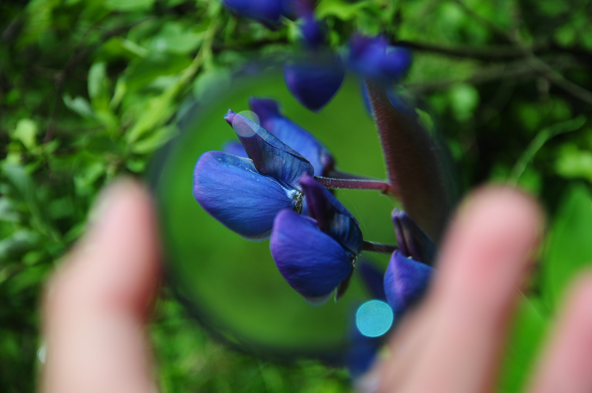 Nikon D5000 sample photo. The world through macrolens photography