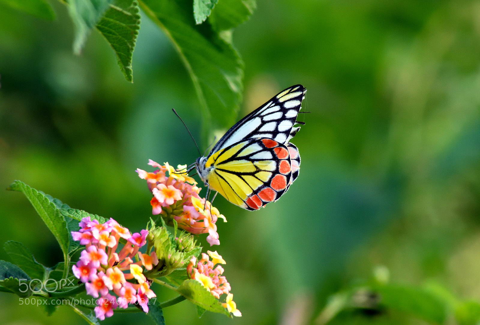 Nikon D7200 sample photo. Female jezebel photography