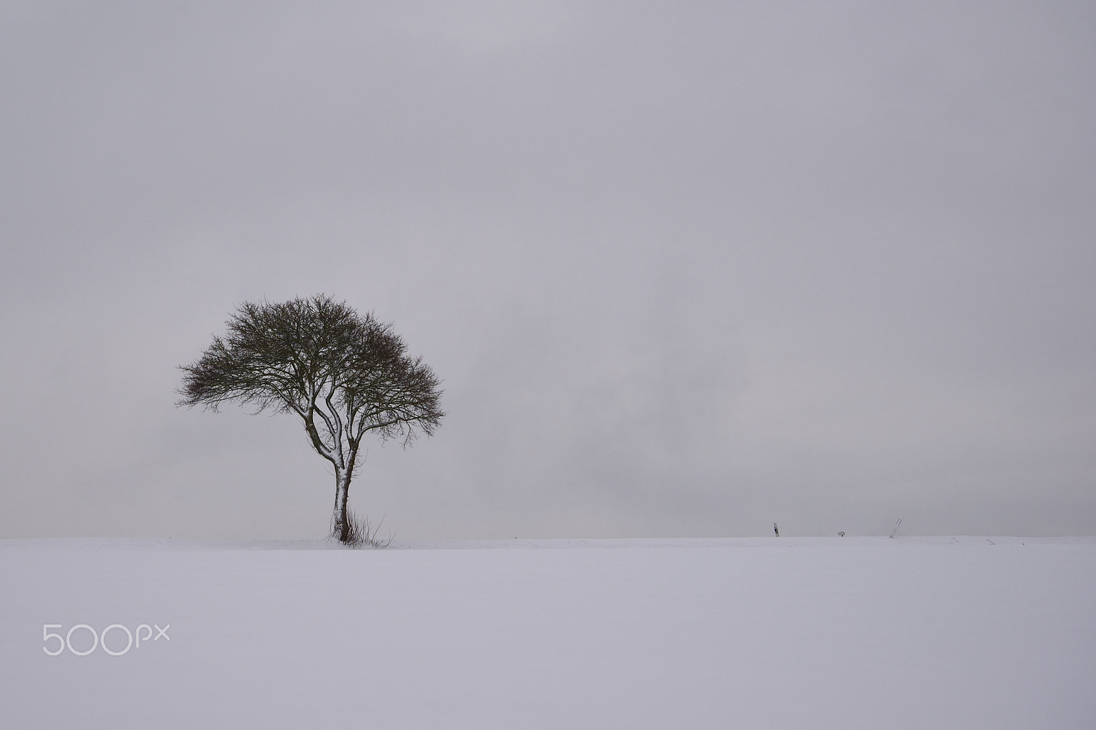Nikon D610 sample photo. Einzelner baum am straßenrand photography