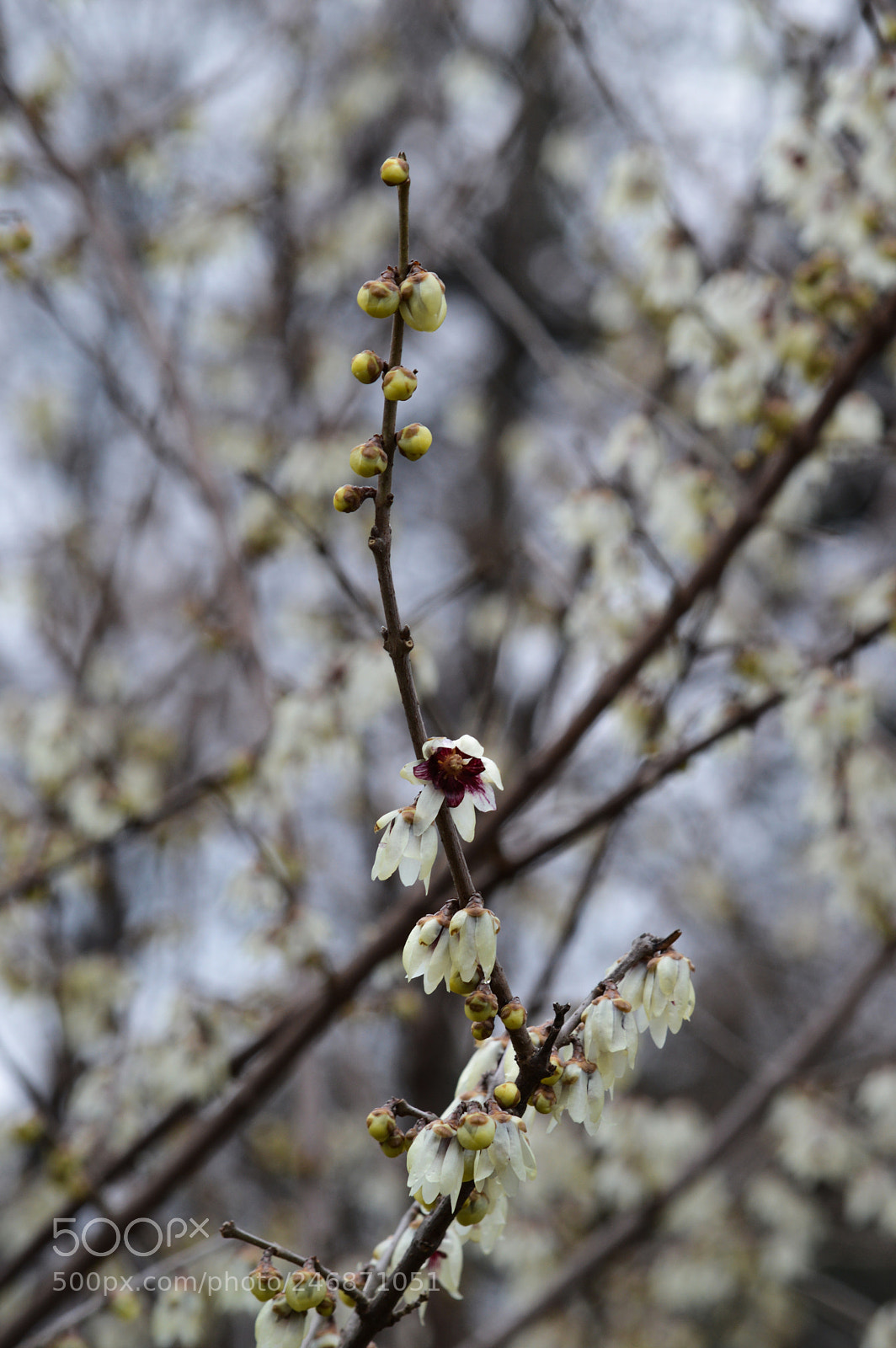 Nikon D3200 sample photo. Chimonanthus praecox photography