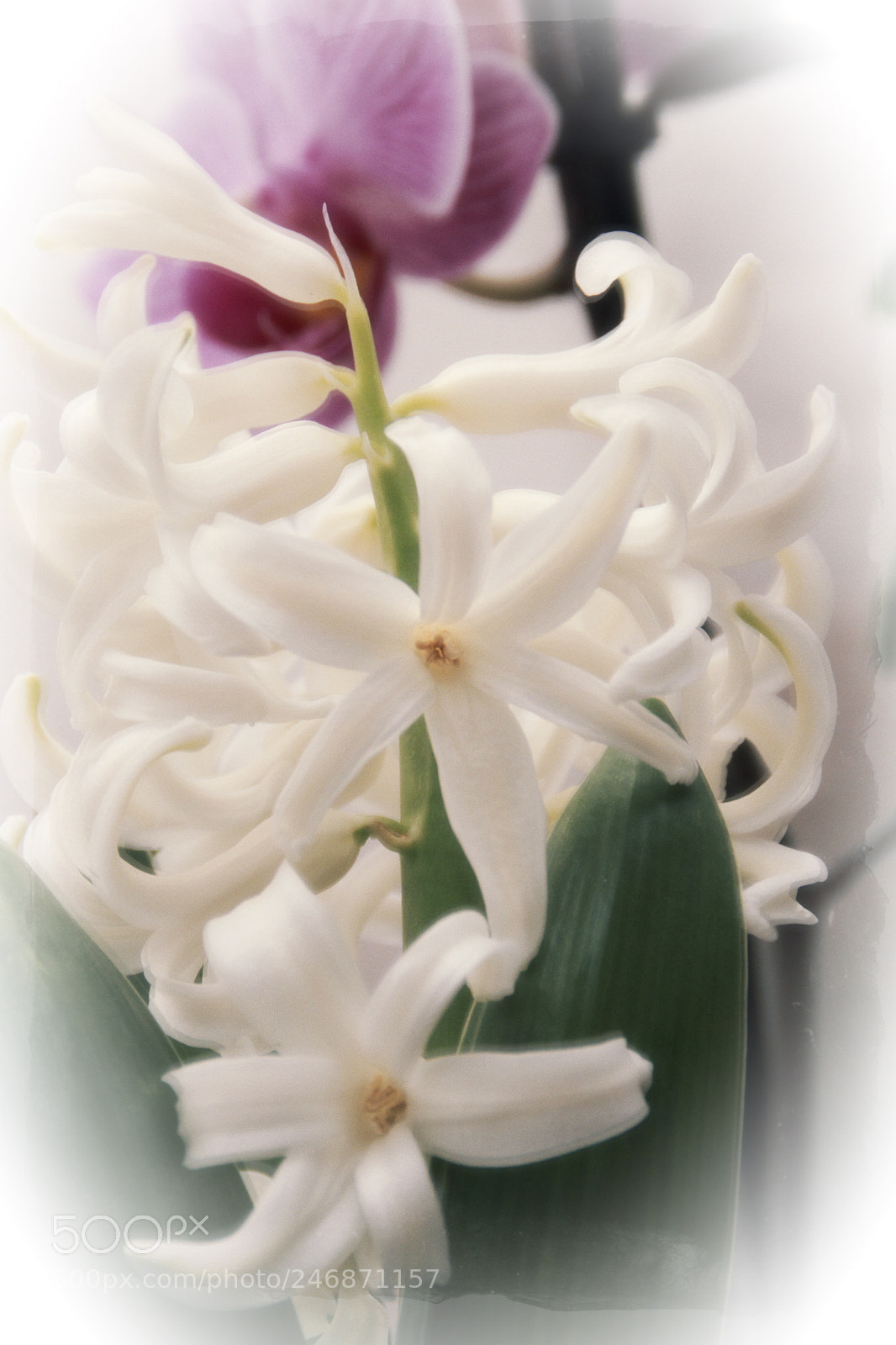 Canon EOS 50D sample photo. Untitled photography