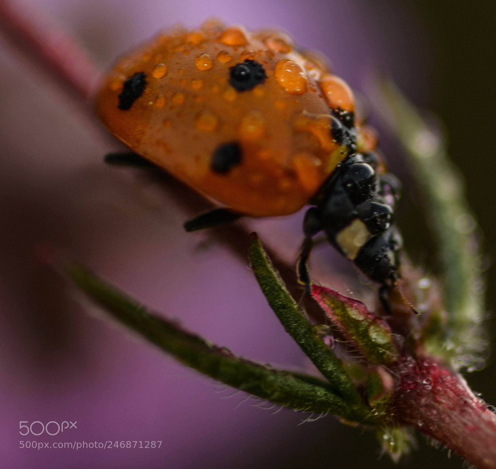 Nikon D7100 sample photo. Ladybug with drop photography