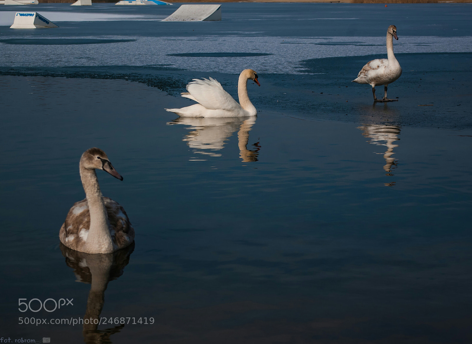 Pentax K10D sample photo. Swan photography