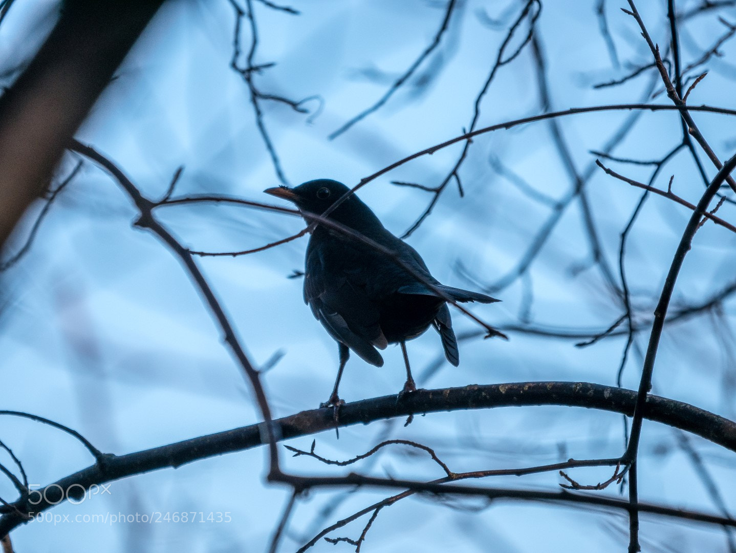 Panasonic Lumix DMC-GX85 (Lumix DMC-GX80 / Lumix DMC-GX7 Mark II) sample photo. Tordus merula   дрозд черный photography