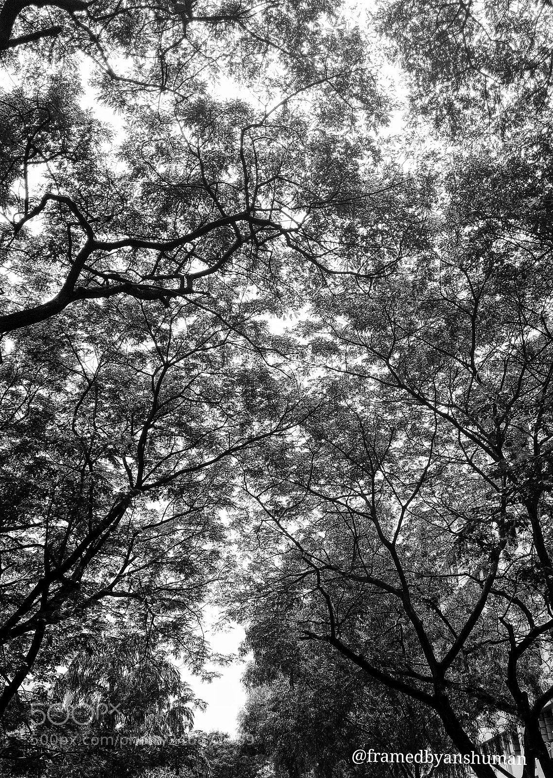 Motorola Moto X Play sample photo. Trees photography