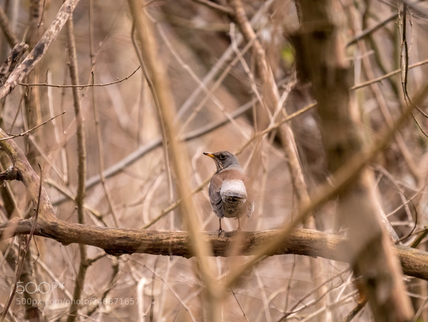 Panasonic Lumix DMC-GX85 (Lumix DMC-GX80 / Lumix DMC-GX7 Mark II) sample photo. Turdus pilaris   дрозд-рябинник photography