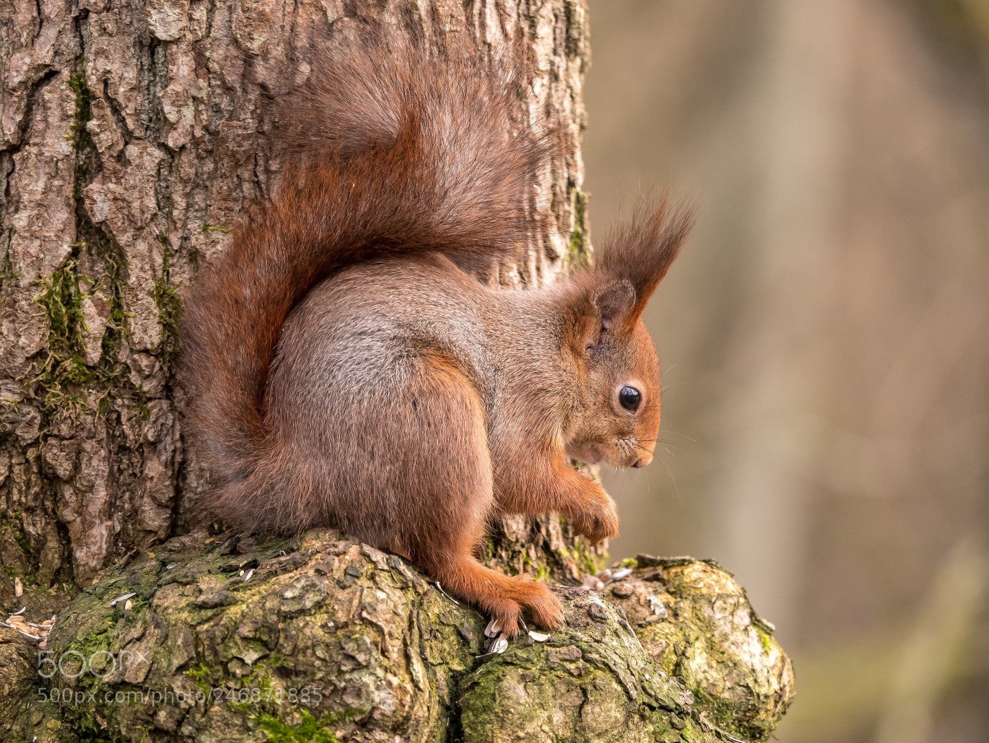 Panasonic Lumix DMC-GX85 (Lumix DMC-GX80 / Lumix DMC-GX7 Mark II) sample photo. Squirrel   белка photography