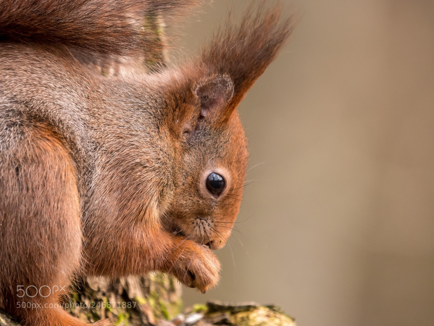 Panasonic Lumix DMC-GX85 (Lumix DMC-GX80 / Lumix DMC-GX7 Mark II) sample photo. Squirrel   белка photography