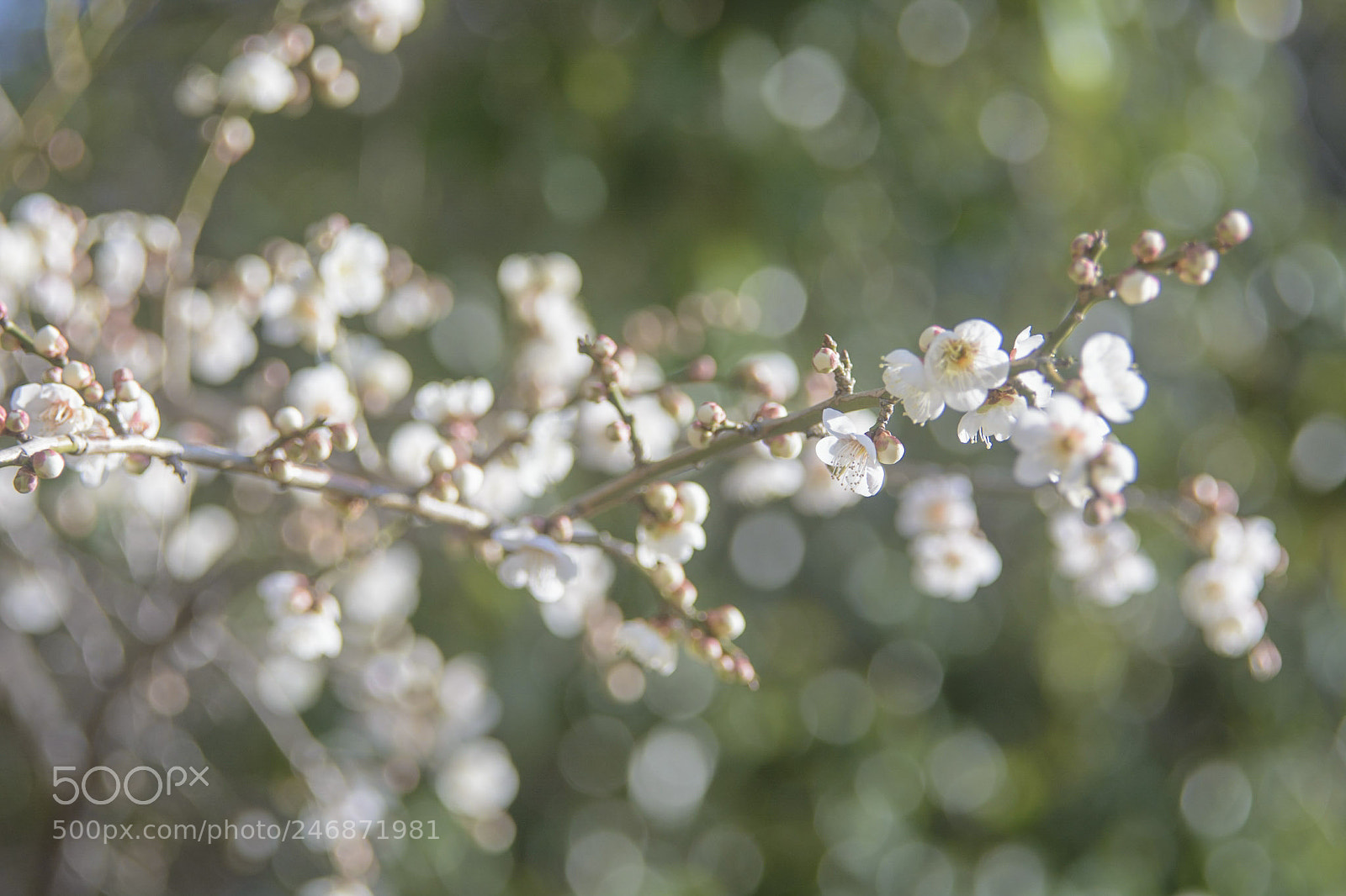 Nikon D7100 sample photo. Plums .. photography