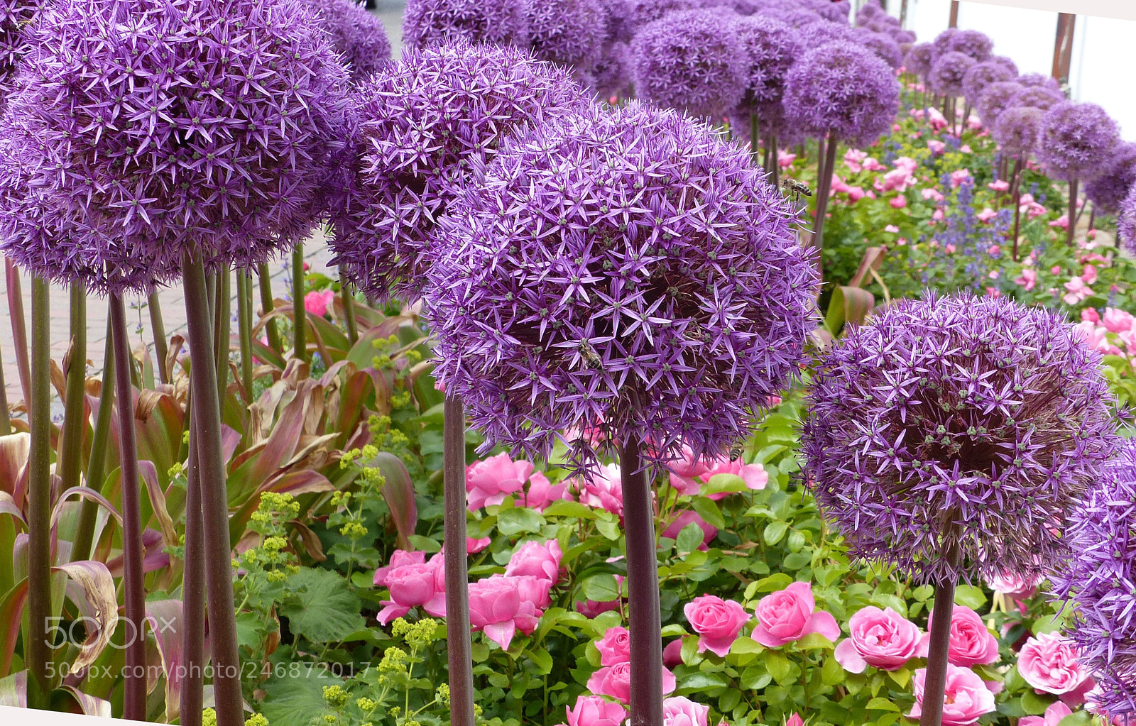 Panasonic Lumix DMC-FZ200 sample photo. ... bin nicht allein photography