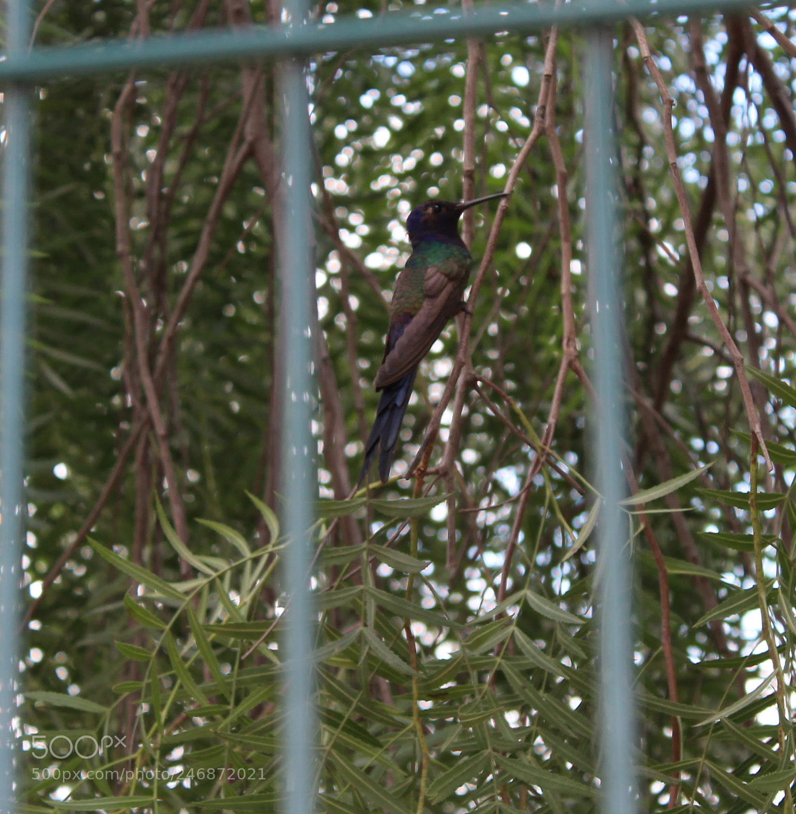 Canon EOS 1200D (EOS Rebel T5 / EOS Kiss X70 / EOS Hi) sample photo. Beija flor photography