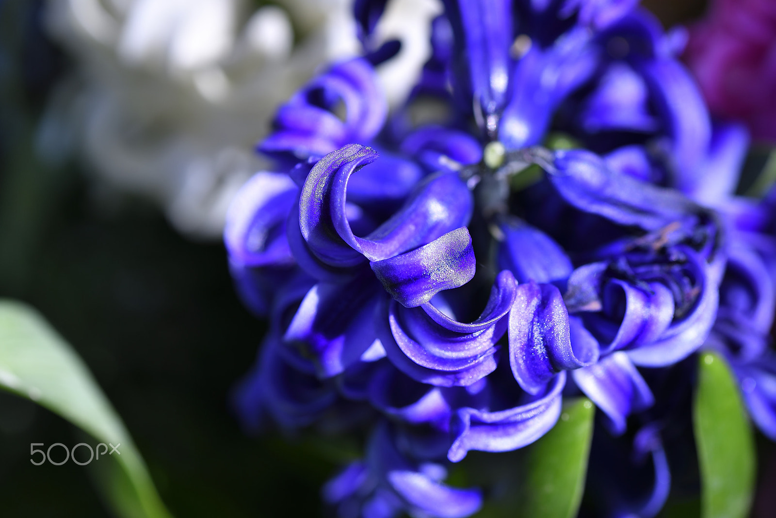 Nikon AF-S Micro-Nikkor 105mm F2.8G IF-ED VR sample photo. Hyacinth purple or blue? photography