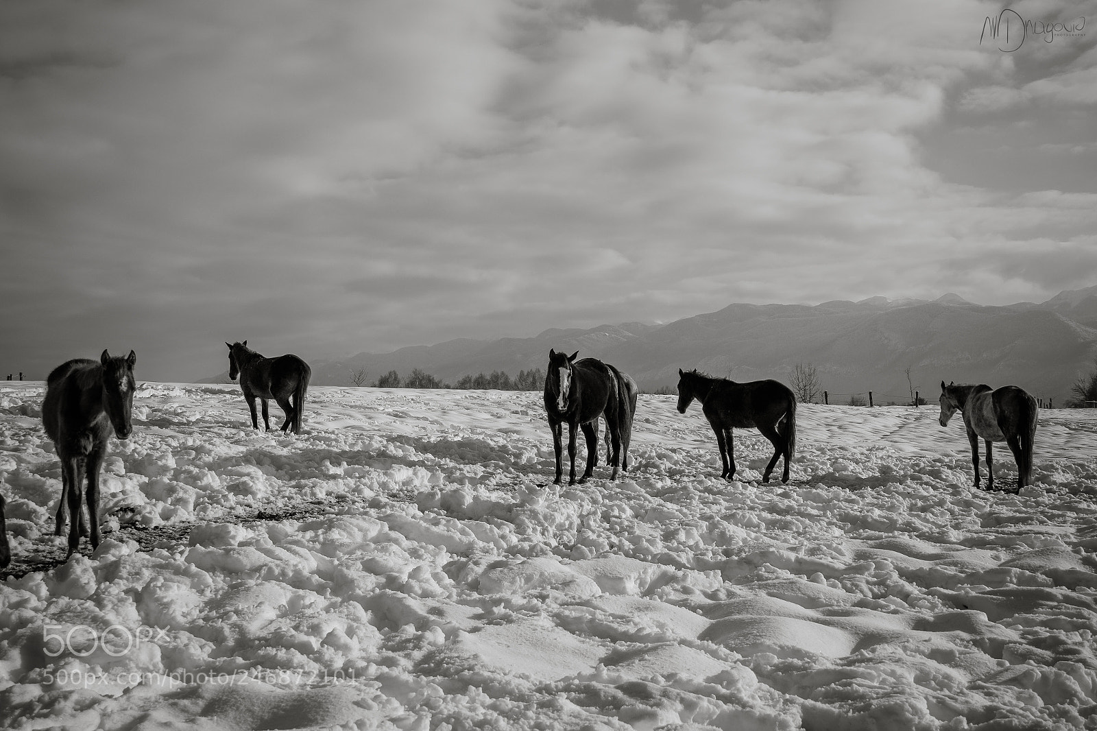 Fujifilm X-T10 sample photo. Horses photography