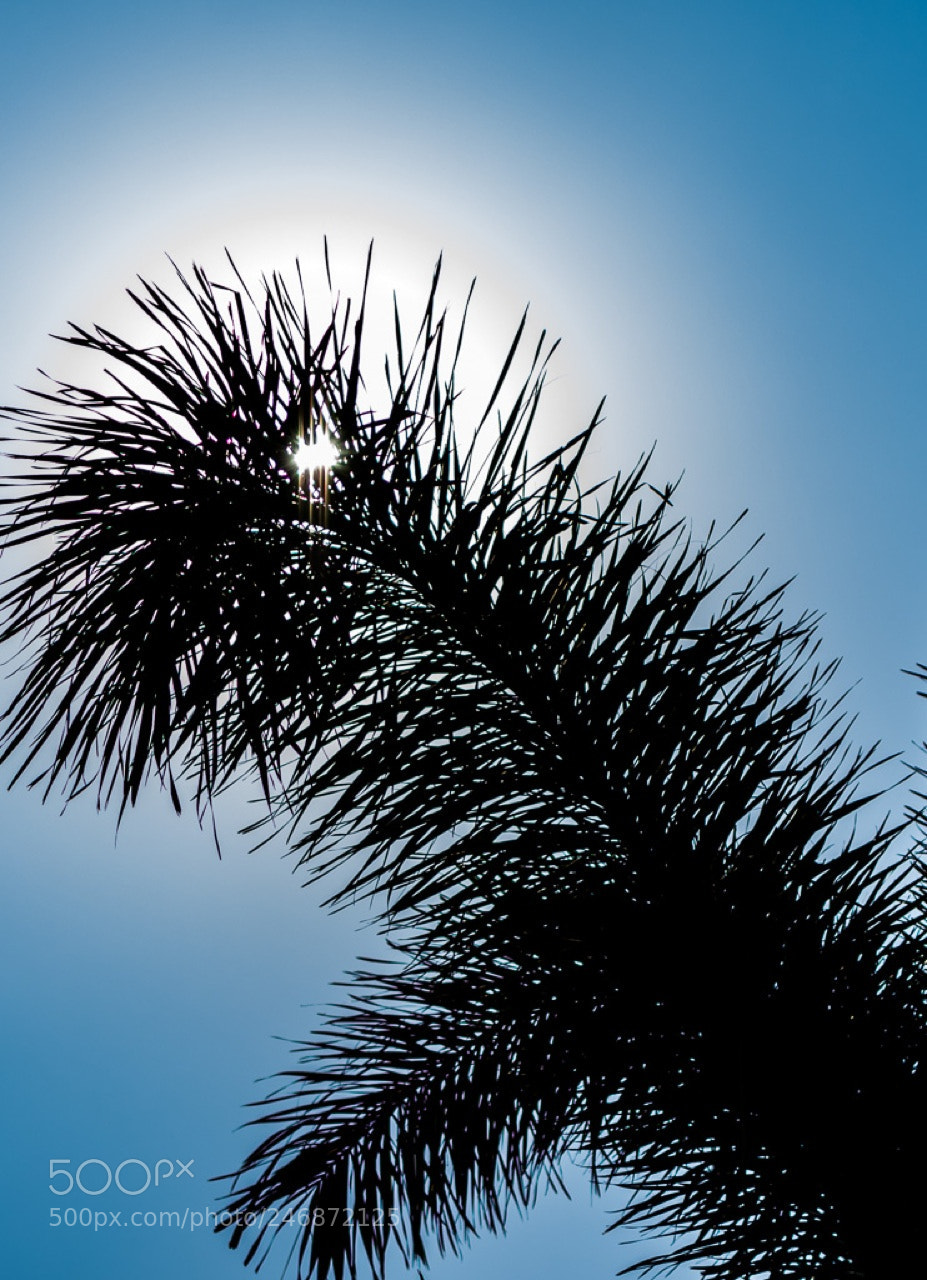 Nikon D7200 sample photo. Mr.sunshine..! photography