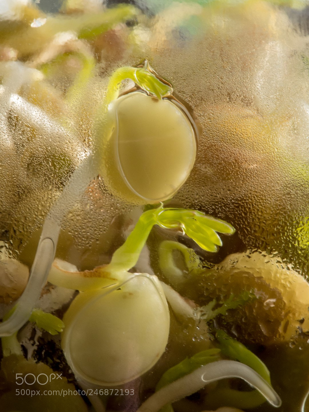 Olympus PEN E-PM2 sample photo. Sprouts    ростки photography