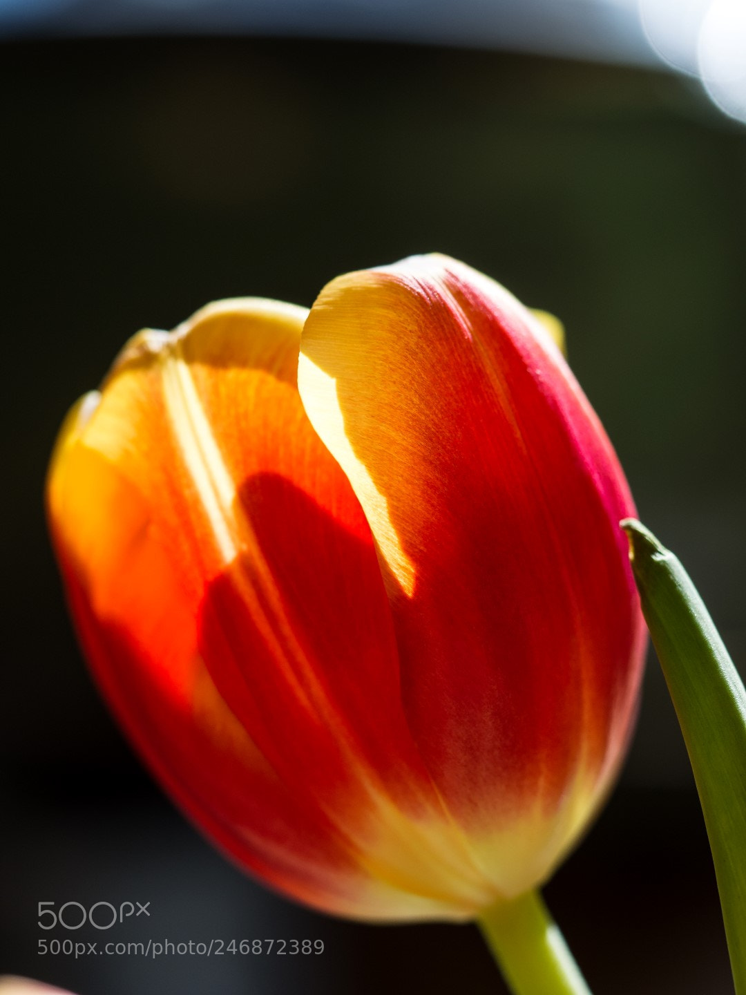 Olympus PEN E-PM2 sample photo. Tulip photography