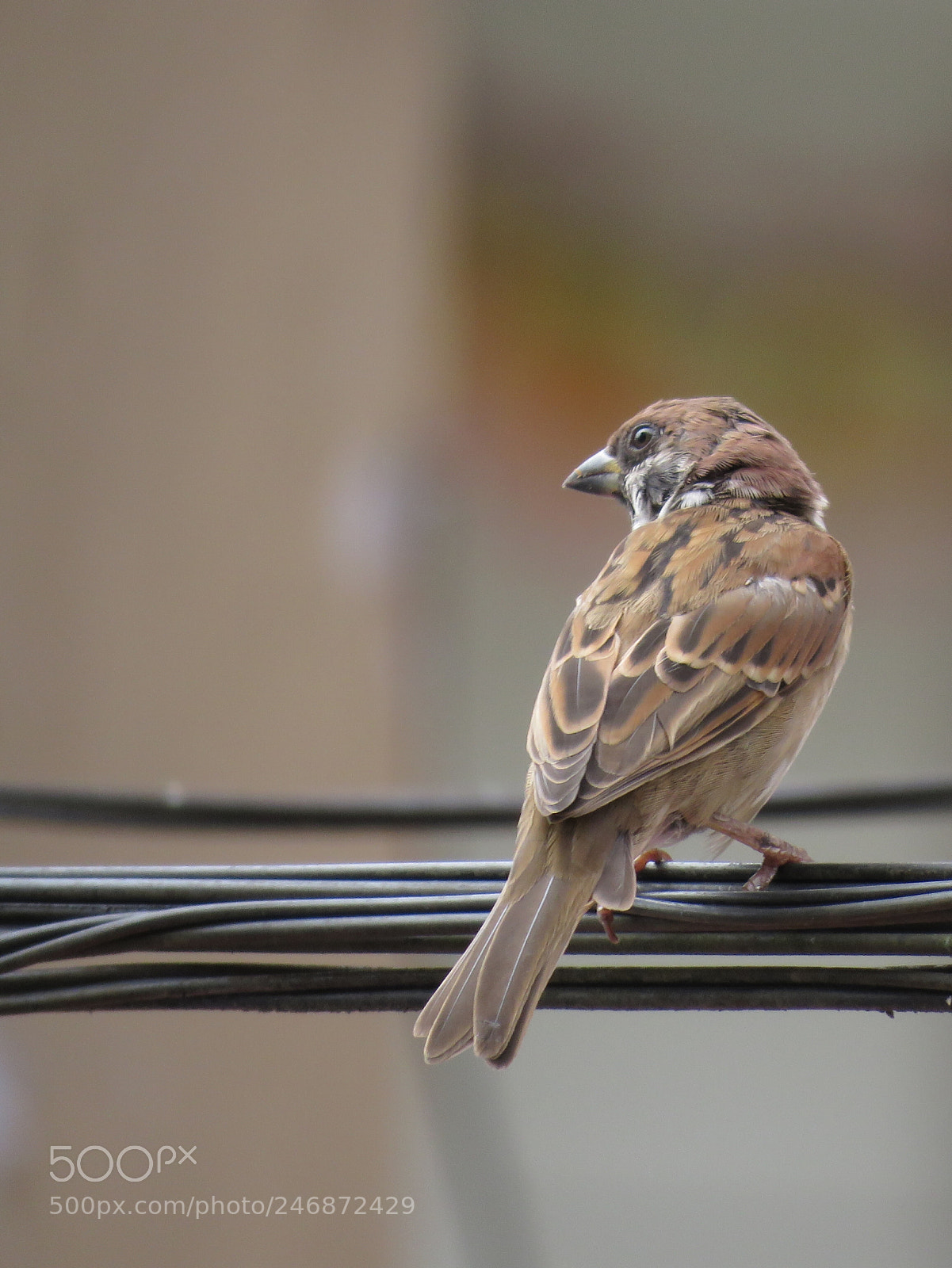 Canon PowerShot SX60 HS sample photo. Looking forward photography