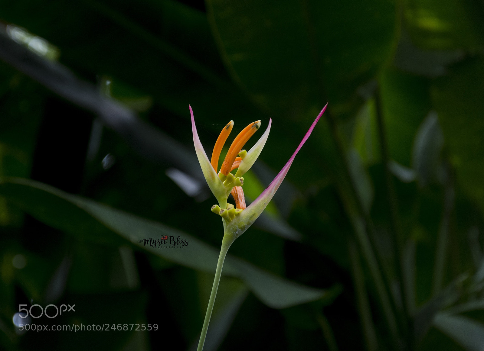 Nikon D7200 sample photo. Bloom in the dark photography
