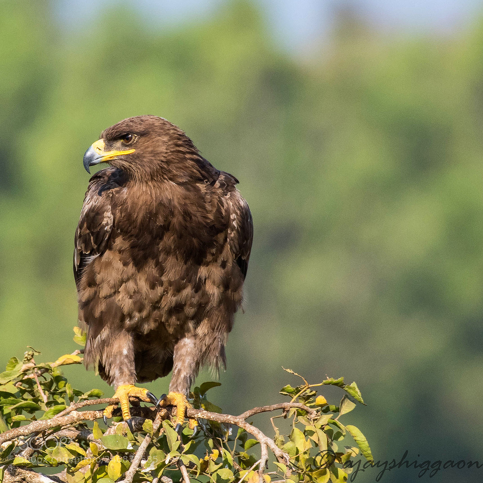 Nikon D500 sample photo. Steppe’s eagle, hubli.  photography