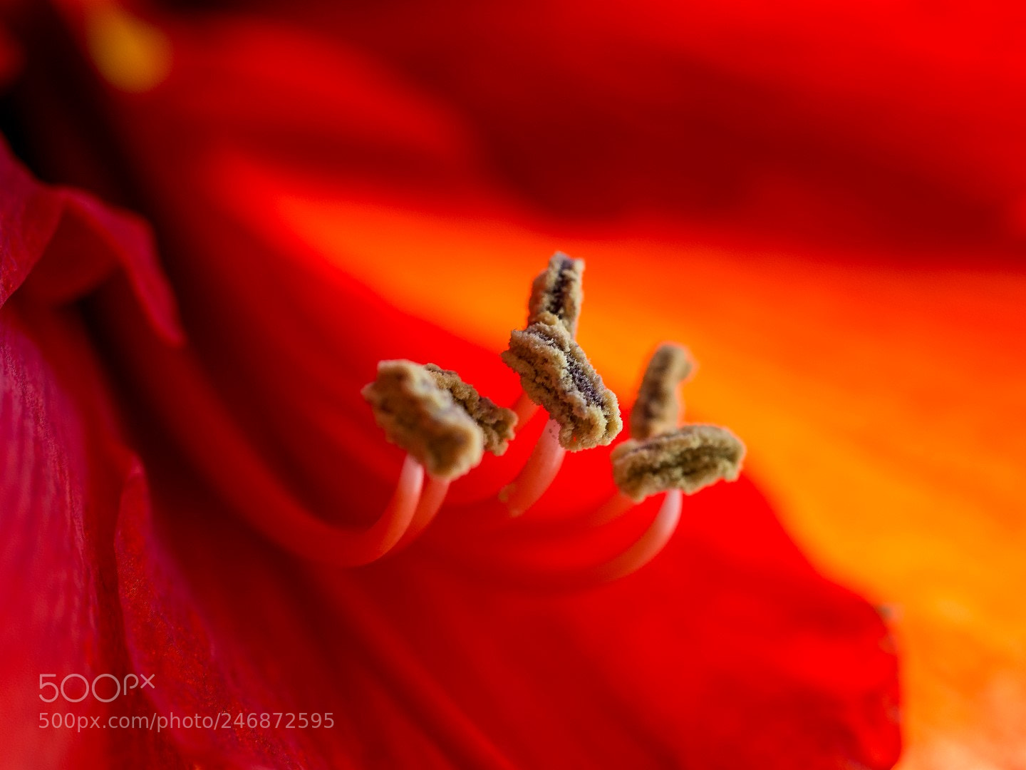 Olympus PEN E-PM2 sample photo. Amaryllis амариллис photography