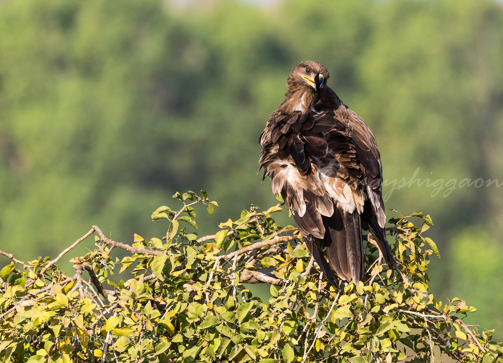 Nikon D500 sample photo. Steppe’s eagle photography
