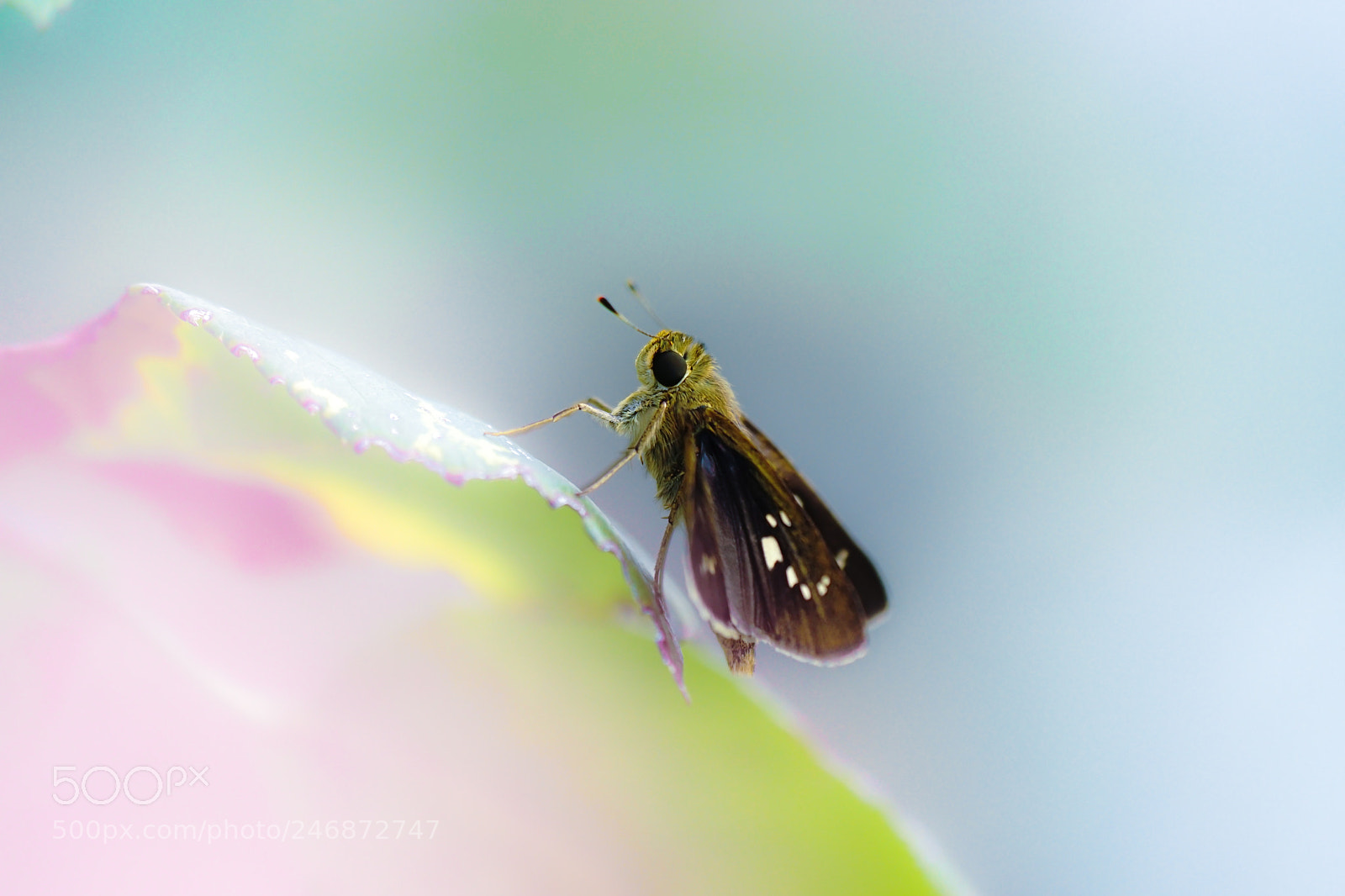 Sony ILCA-77M2 sample photo. Skipper photography
