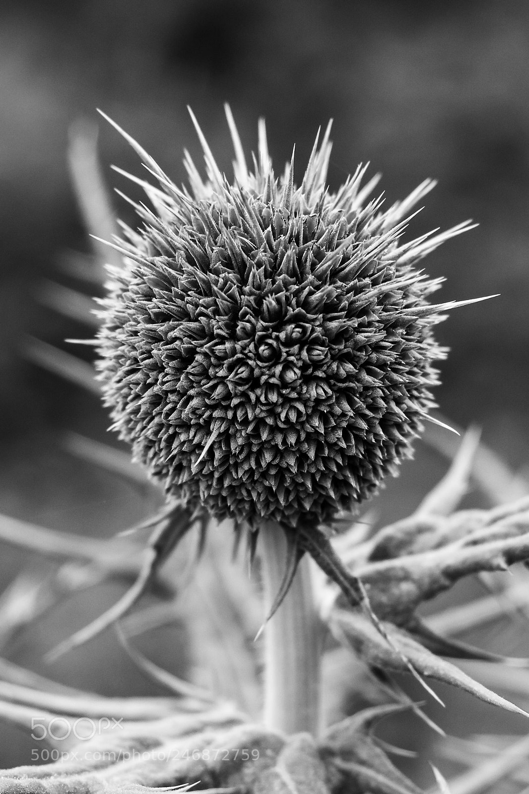 Canon EOS 600D (Rebel EOS T3i / EOS Kiss X5) sample photo. Clustered spikes photography
