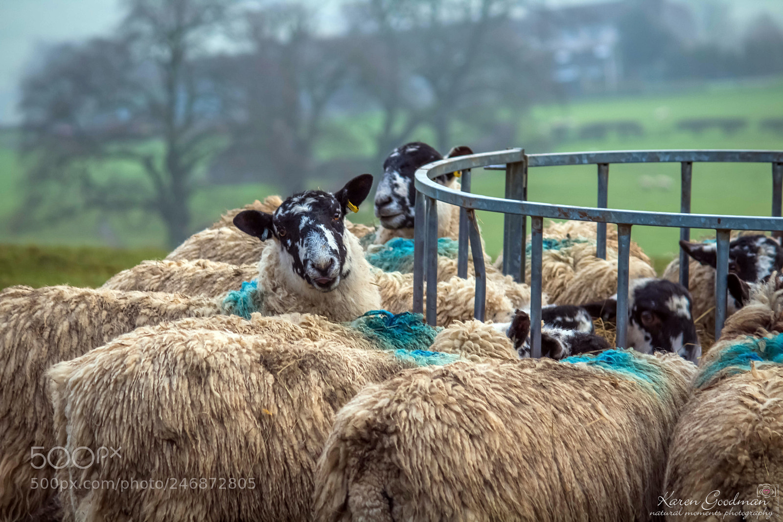 Canon EOS 1300D (EOS Rebel T6 / EOS Kiss X80) sample photo. Peak district photography