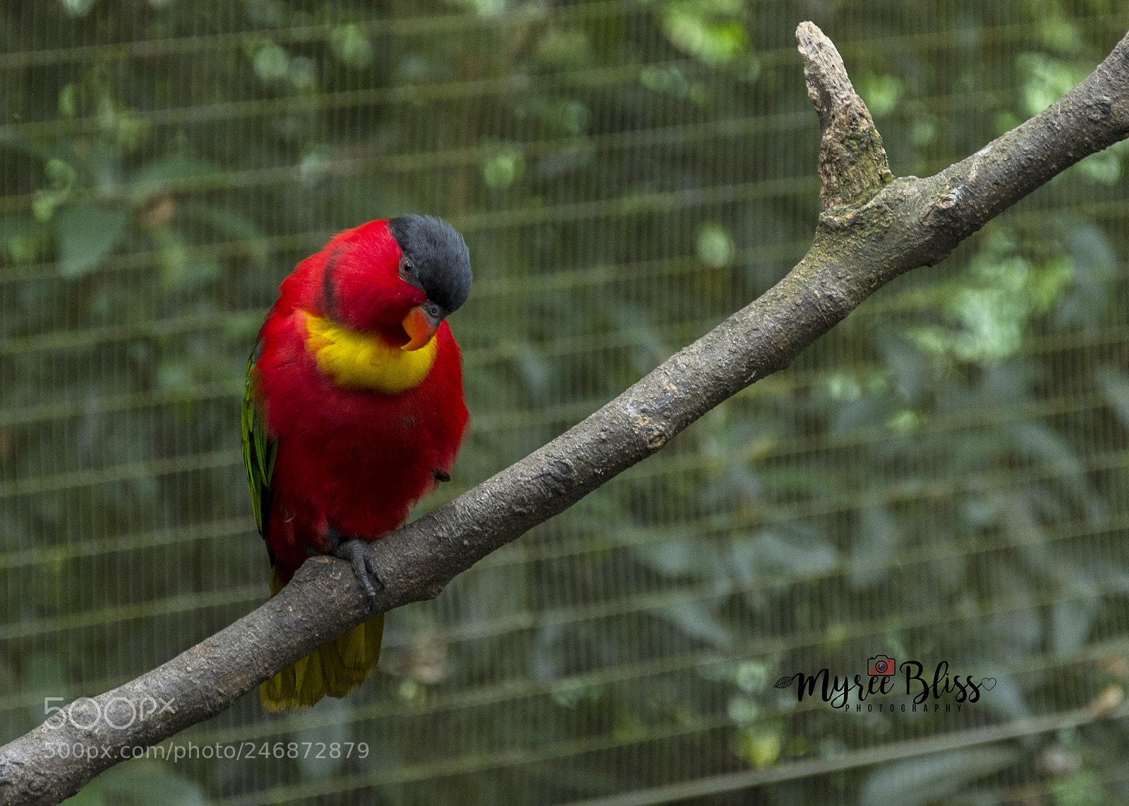 Nikon D7200 sample photo. Awww..! photography