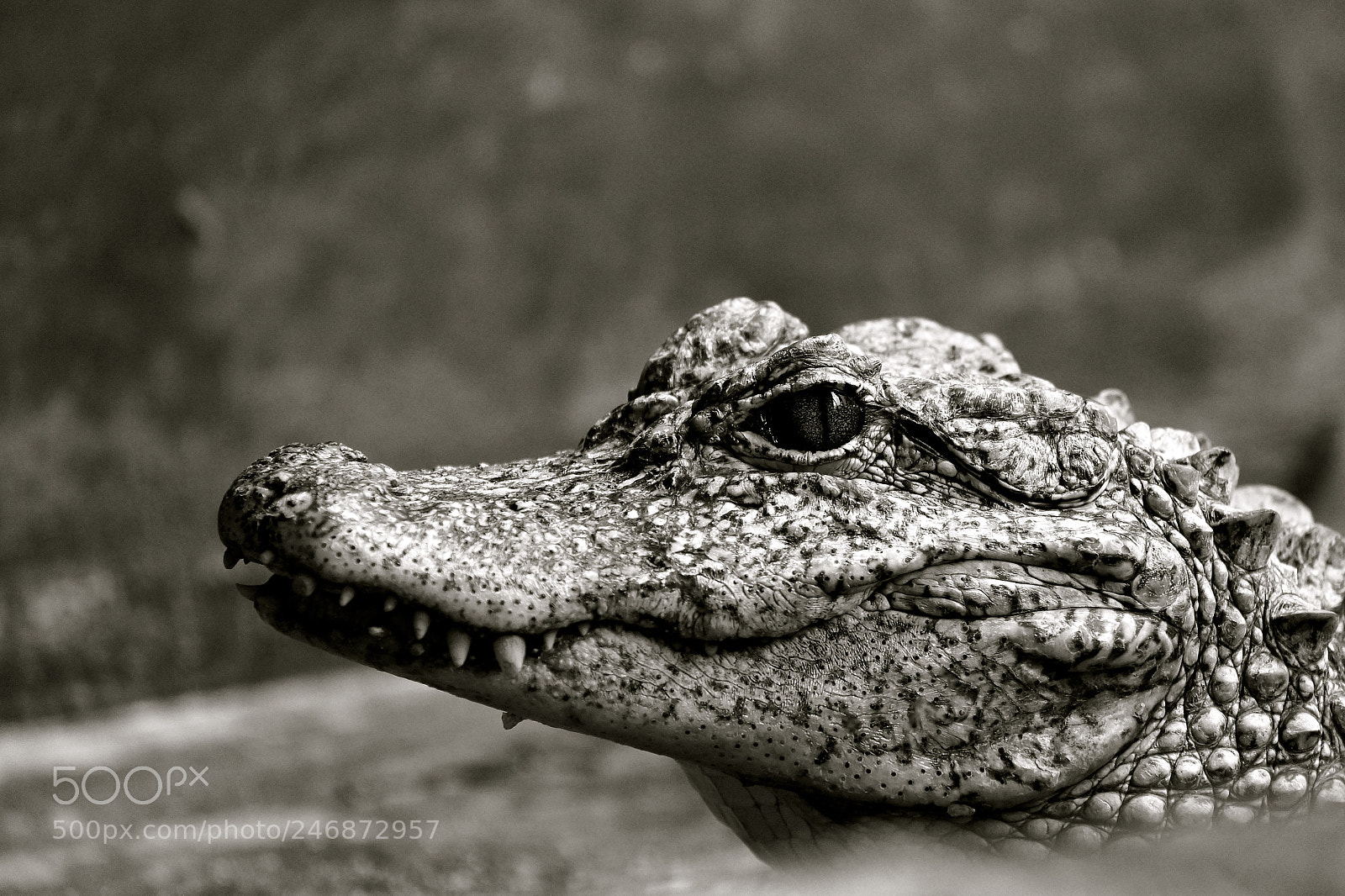 Sony SLT-A58 sample photo. Crocodile, river safari, singapore photography