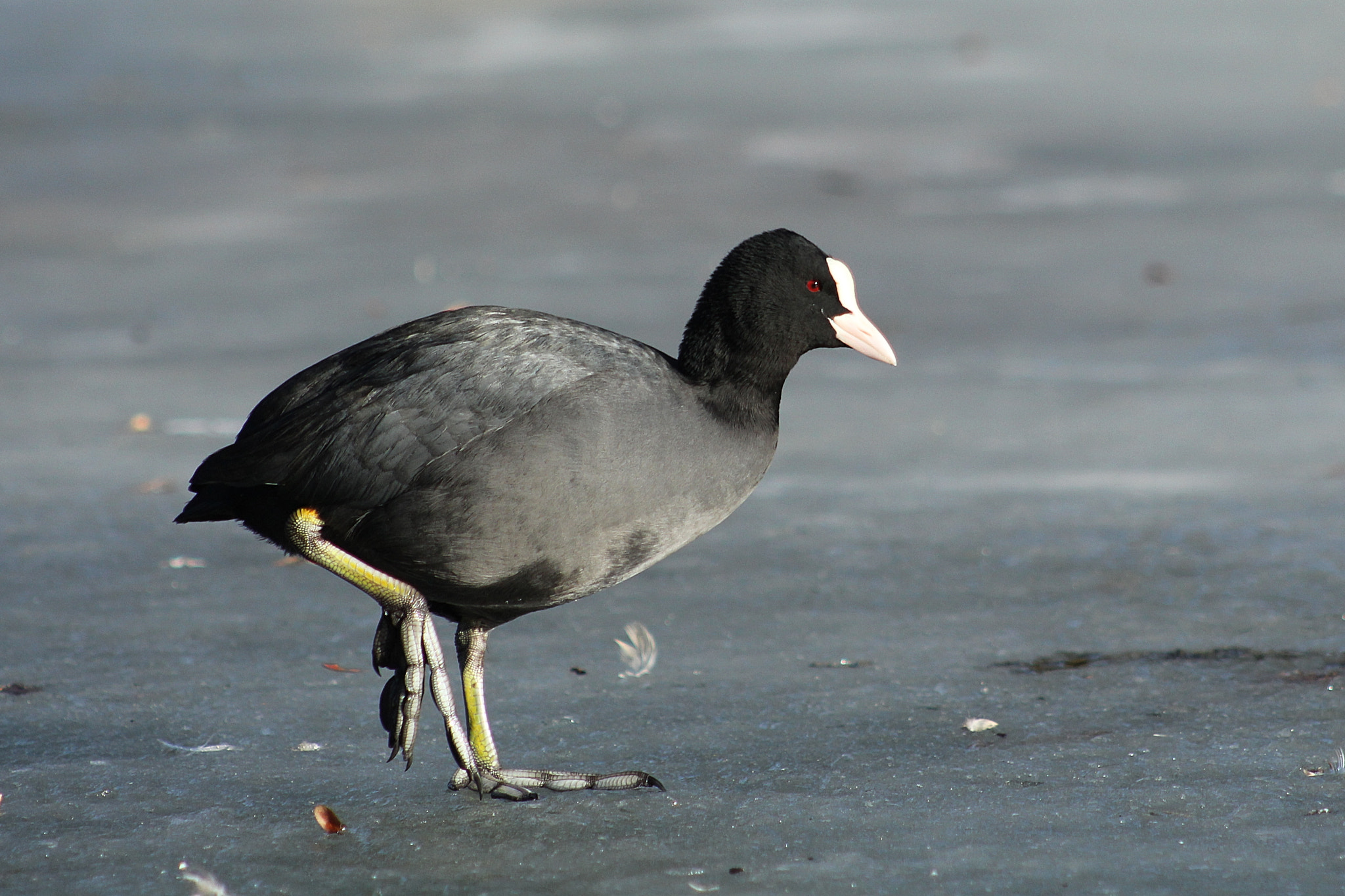 Canon EF 75-300mm f/4-5.6 USM sample photo. Eurasian coot photography