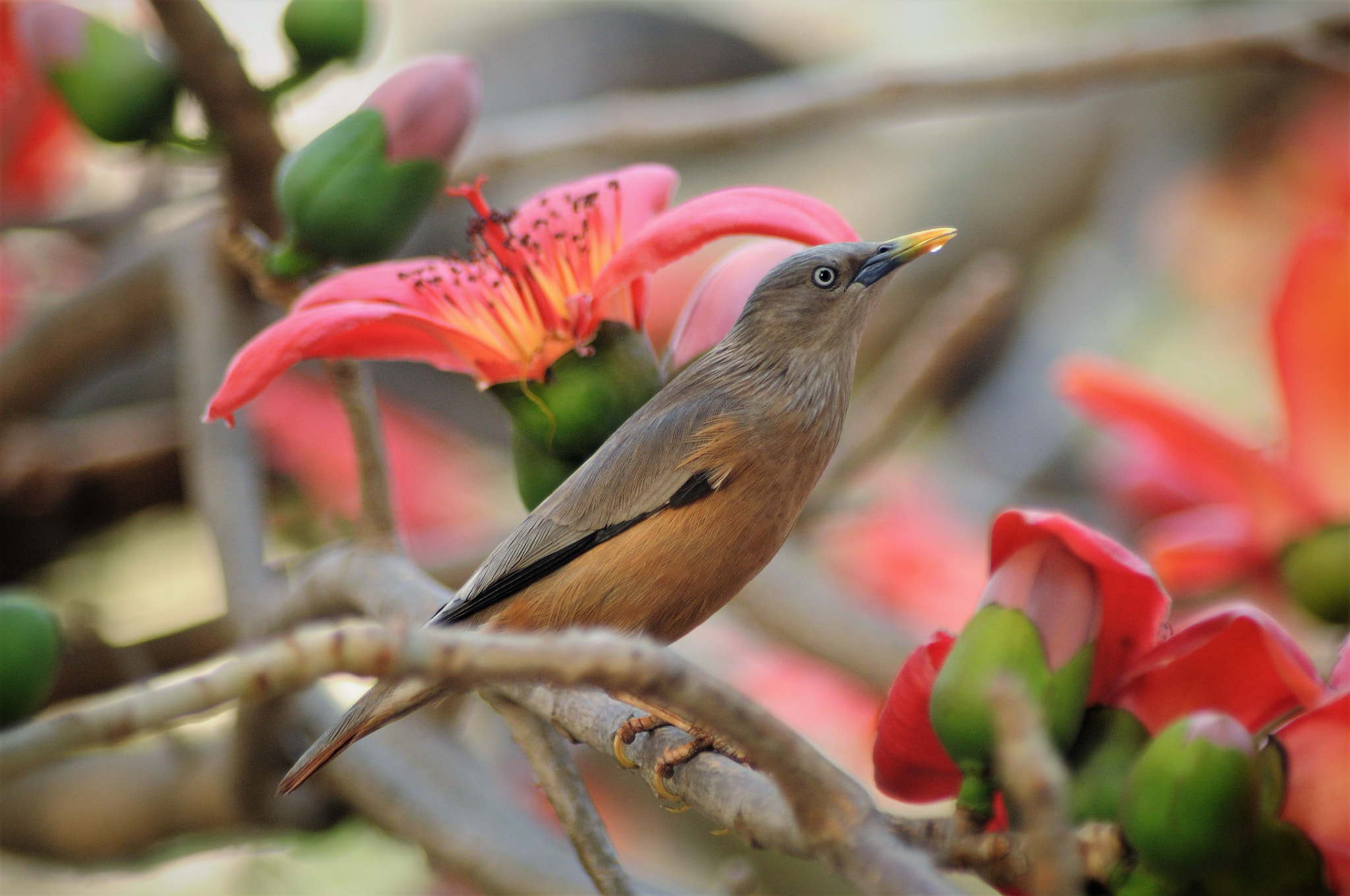 Nikon D90 sample photo. Grey headed myna photography