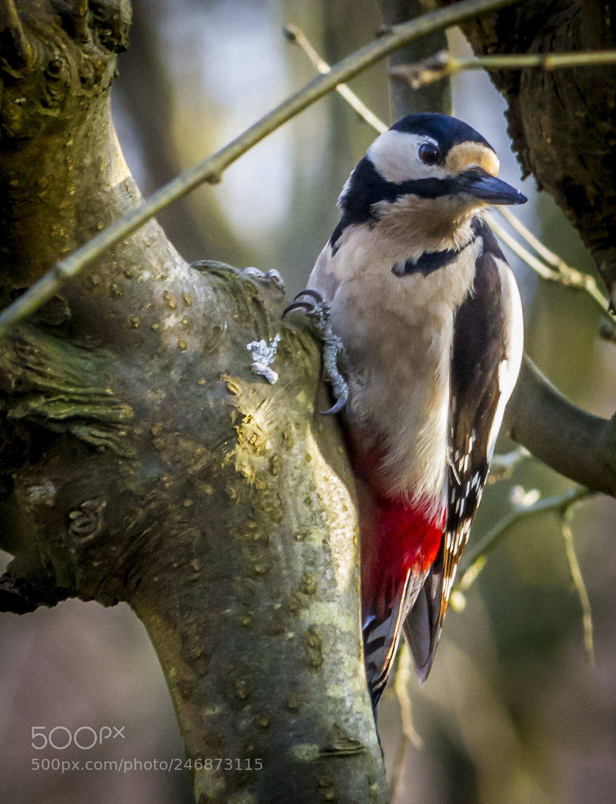 Canon EOS 7D sample photo. Woodpecker photography