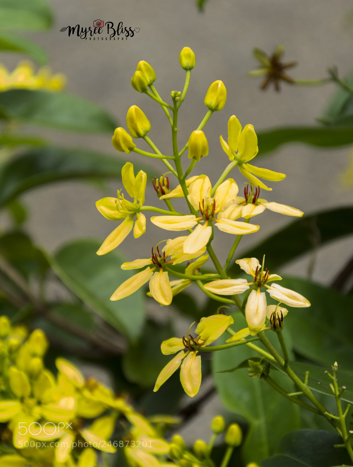 Nikon D7200 sample photo. So blissful photography