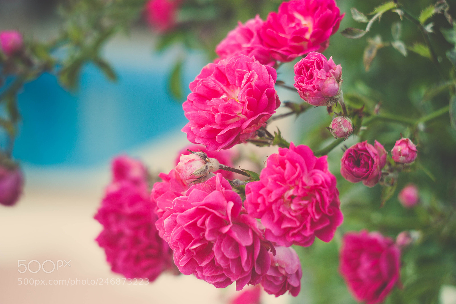 Canon EOS 450D (EOS Rebel XSi / EOS Kiss X2) sample photo. My sunny byala photography