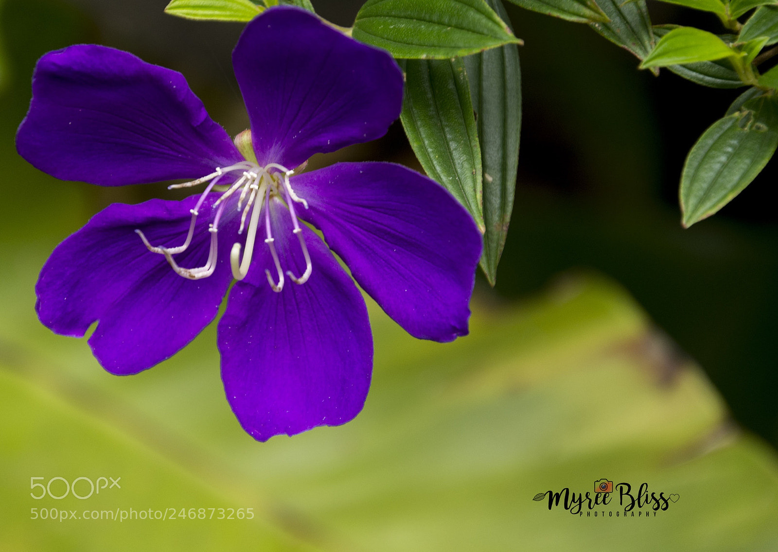 Nikon D7200 sample photo. Hey there purple photography