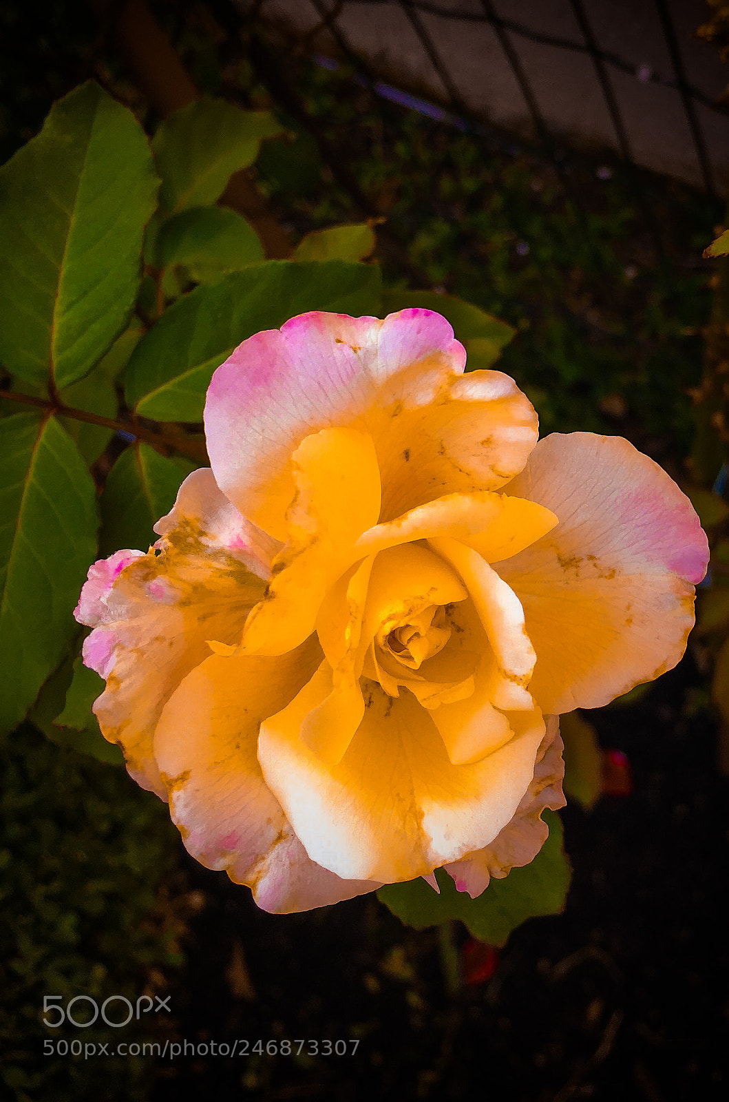 Apple iPhone 6s Plus sample photo. Untitled photography