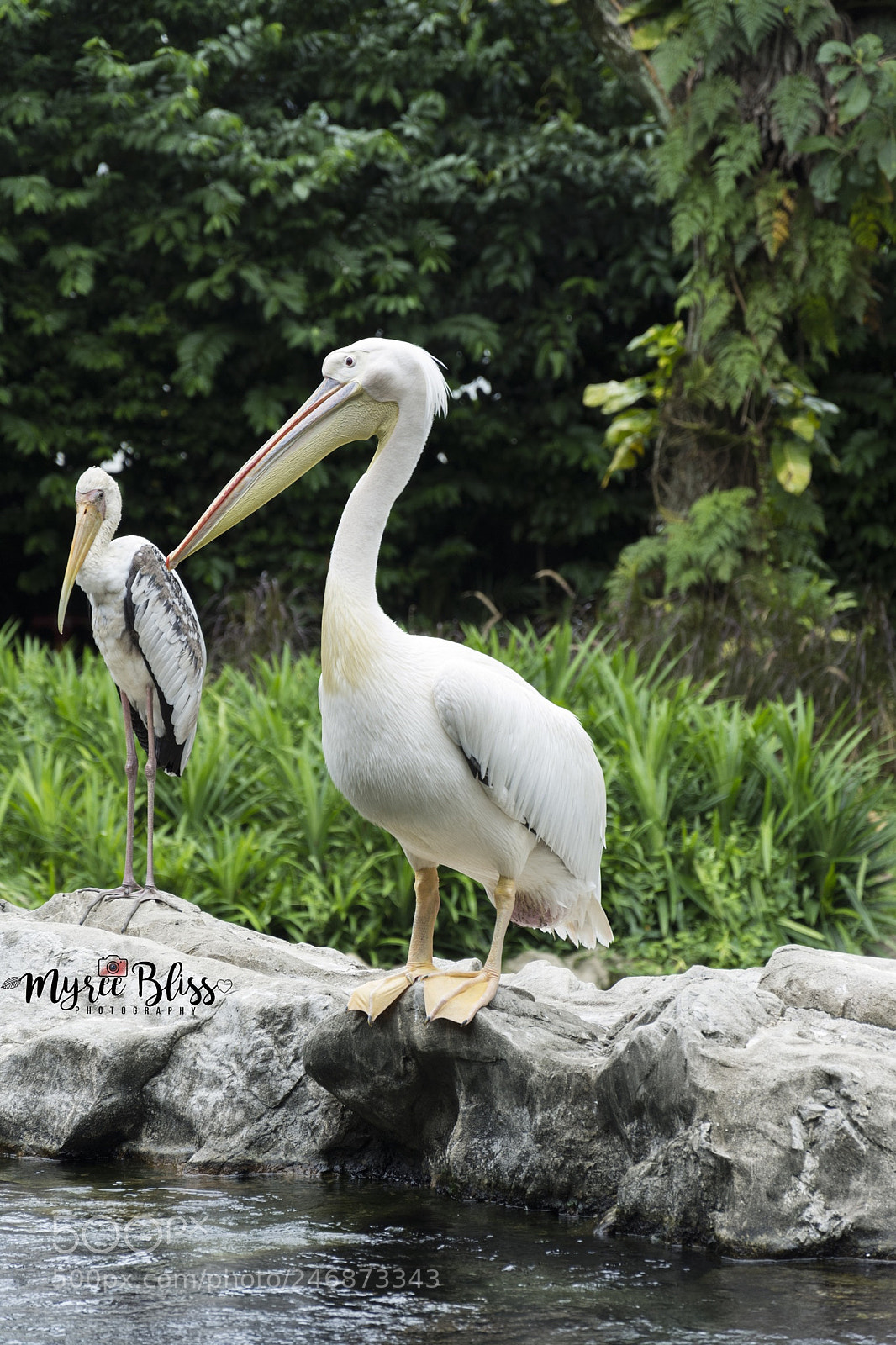 Nikon D7200 sample photo. Mr.pelican photography