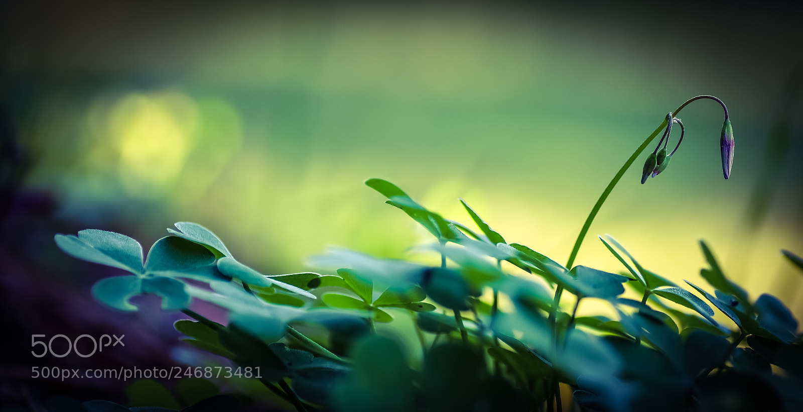 Pentax K-S2 sample photo. Flower photography