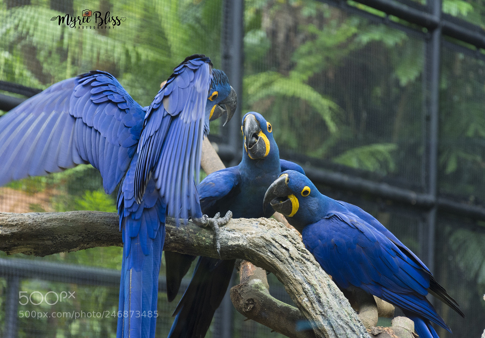 Nikon D7200 sample photo. Secret talks...hush hush..! photography