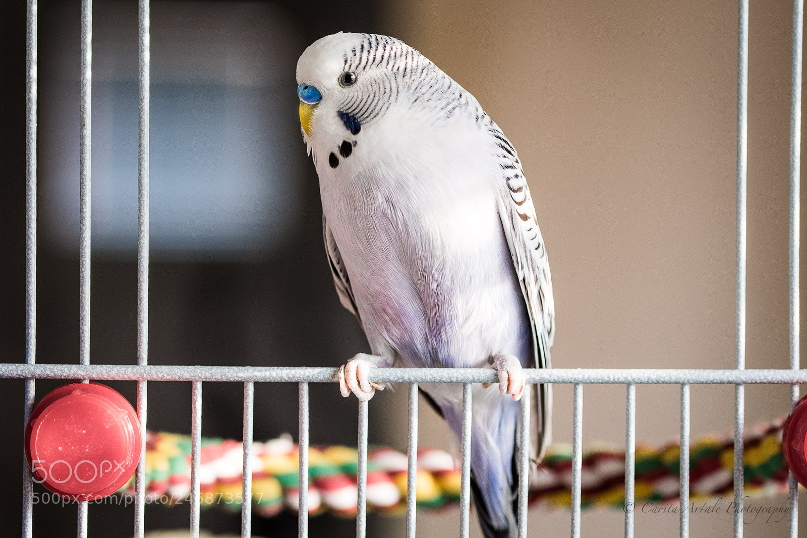 Nikon D500 sample photo. Rocky loves the camera photography