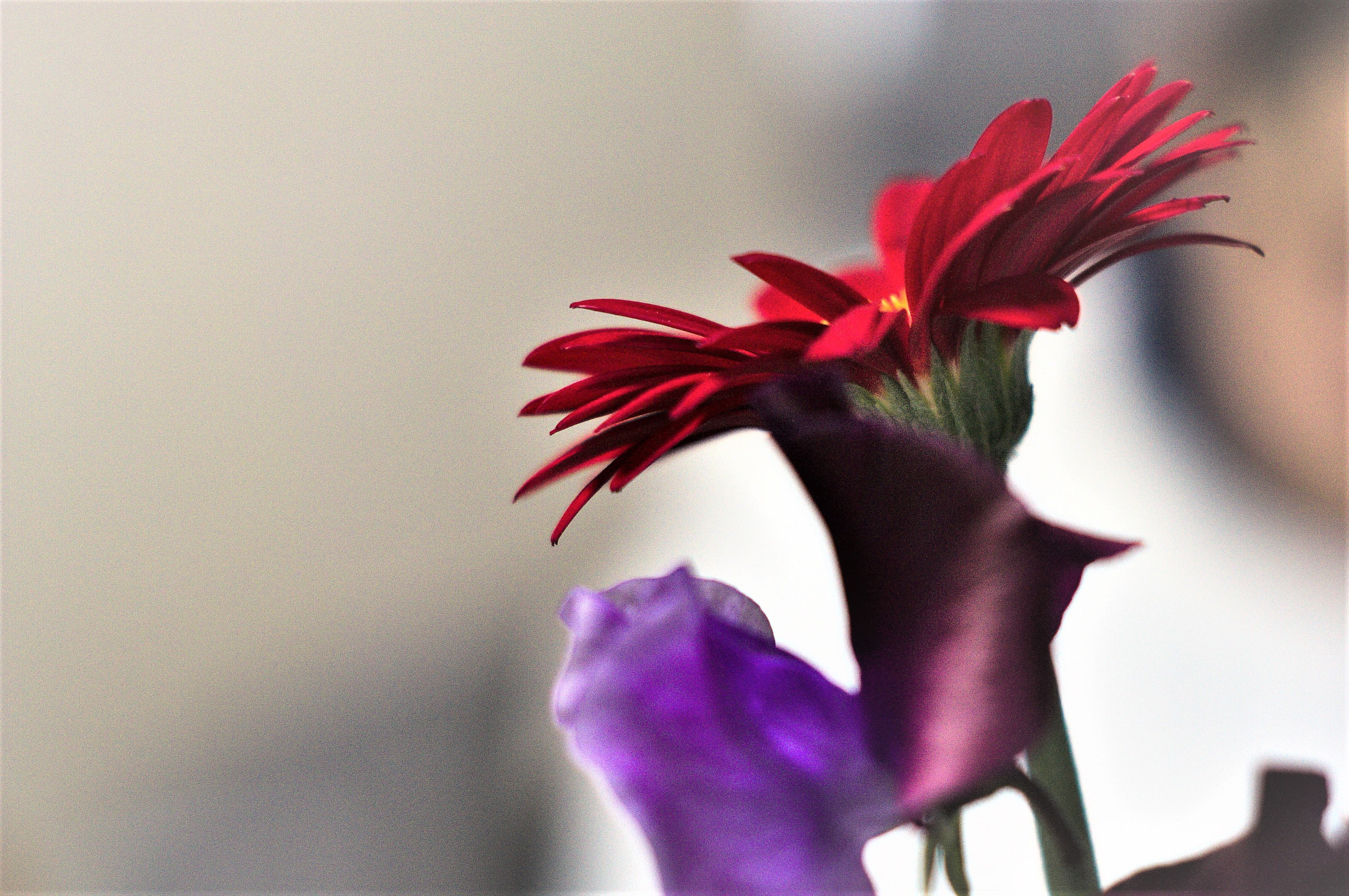 Canon EOS 450D (EOS Rebel XSi / EOS Kiss X2) sample photo. On the table photography