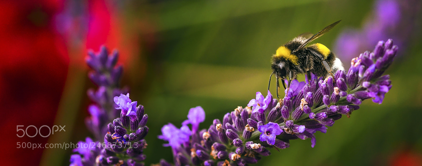 Nikon D810 sample photo. Where is the ...? photography