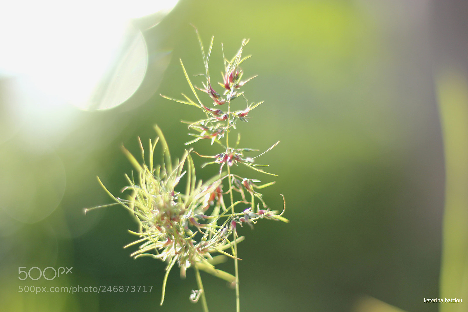Canon EOS 550D (EOS Rebel T2i / EOS Kiss X4) sample photo. Unknown photography