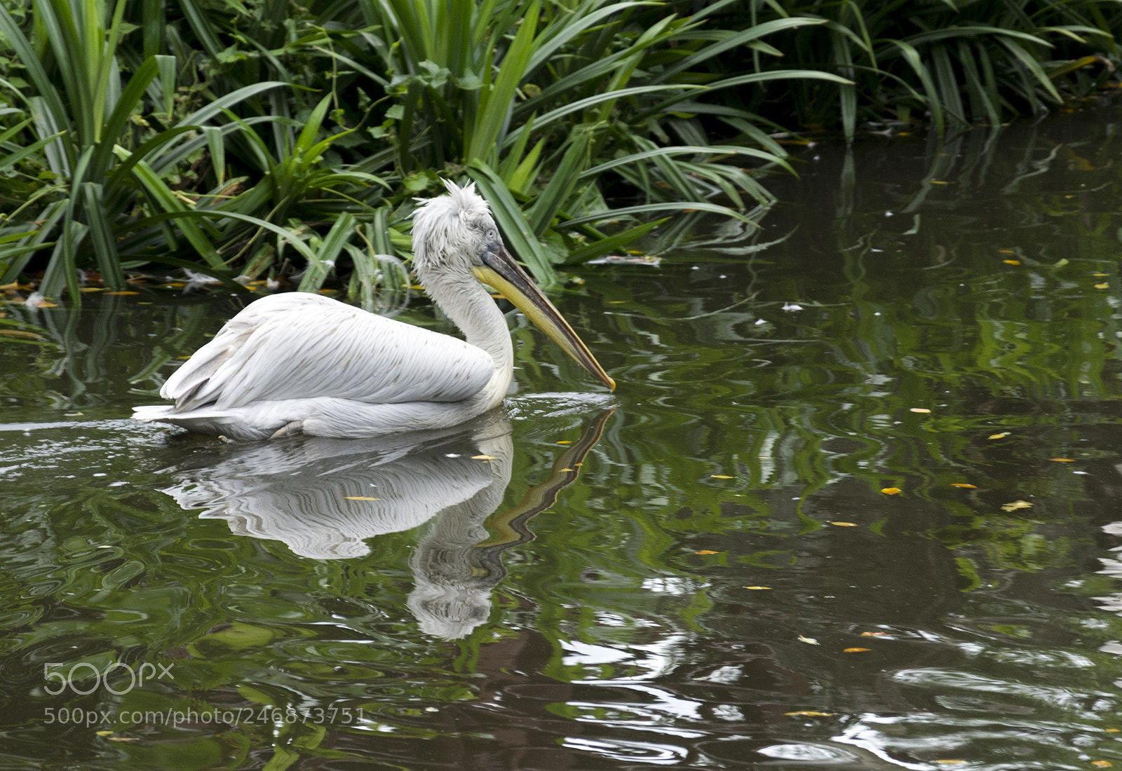 Nikon D7200 sample photo. Go with the flow photography