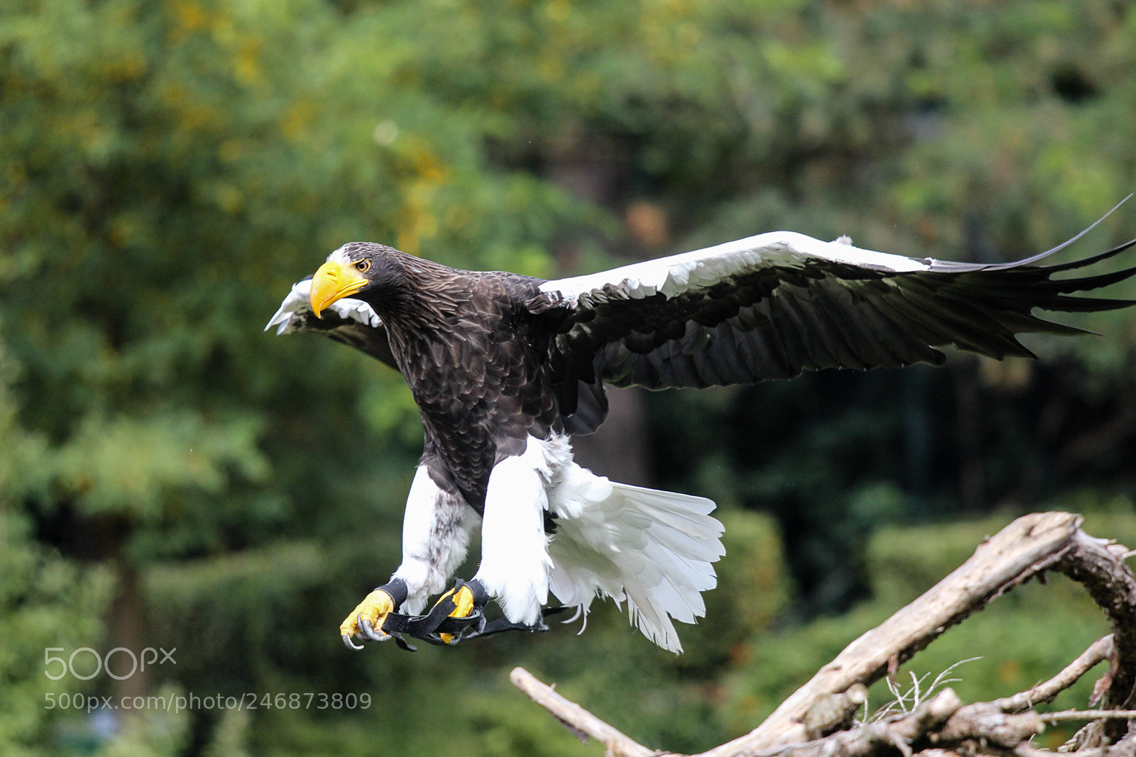 Canon EOS 550D (EOS Rebel T2i / EOS Kiss X4) sample photo. American sea eagle photography